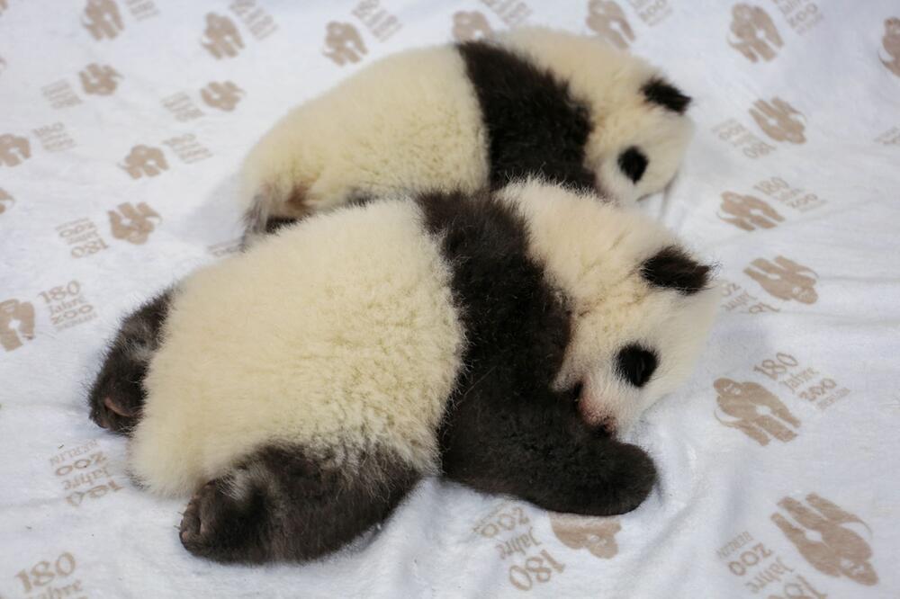 Panda-Zwillinge im Berliner Zoo