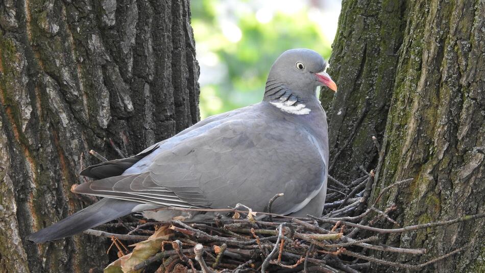 Das Nest der Taube wurde runtergeworfen.