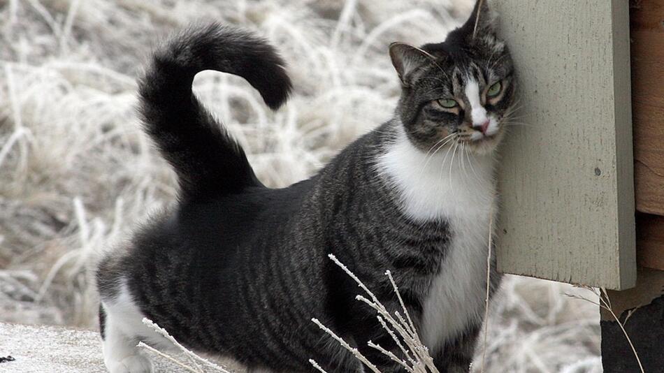 Was tun, wenn die Katze rollig ist?