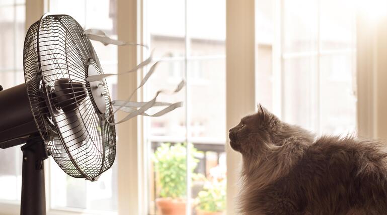 Katze vor einem Ventilator am Fenster