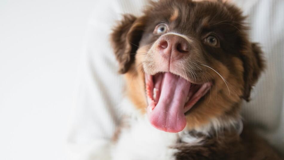 Die kostenlose Impfaktion soll Hunde schützen.