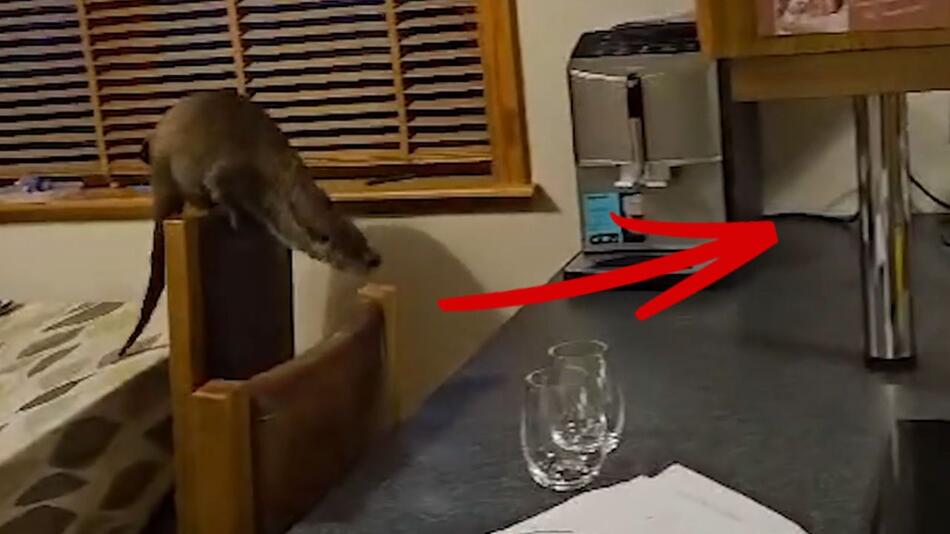 Chaos in der Küche – frecher Otter schleicht sich in Haus