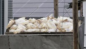 Geflügelpest breitet sich aus