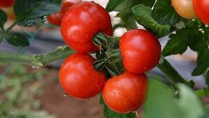 Tomatenpflanzen: Der häufigste Fehler beim Gießen