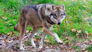 Wolf 