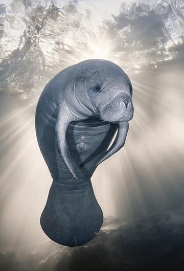 Ocean Photographer of the Year, Seekuh, Homosassa River, Florida