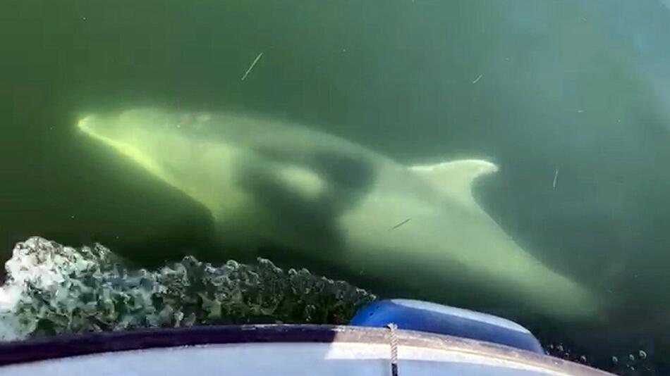 Delfin auf Stippvisite in der Lübecker Bucht