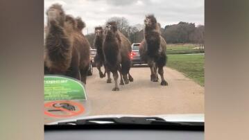 Kamelherde, Safari-Park, England,