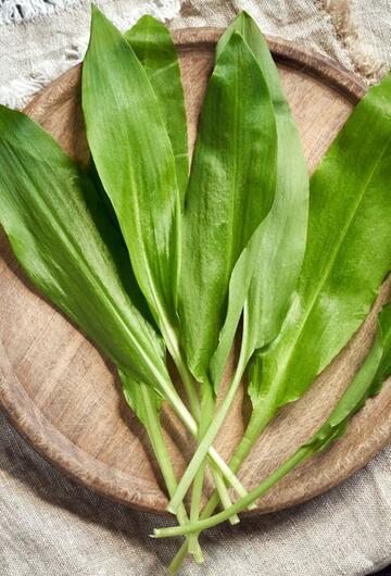 Bärlauch, Frühling, Kräuter, Gewürz, lecker, Essen, Natur, Wald, Essen, Rezepte,