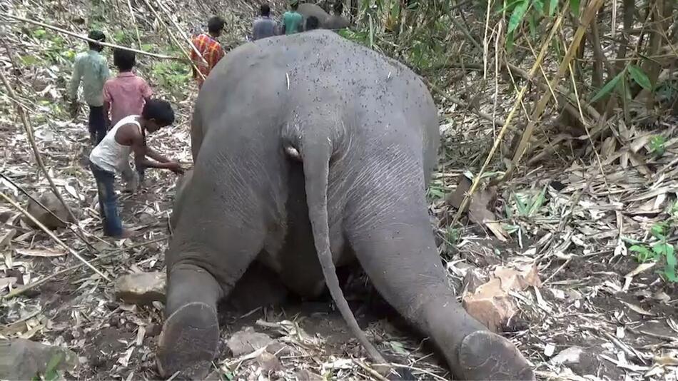 Nach Gewittersturm in Indien - 18 Elefanten tot