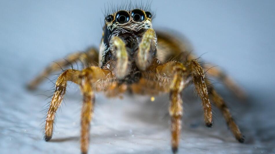 Spinne im Schlaf essen