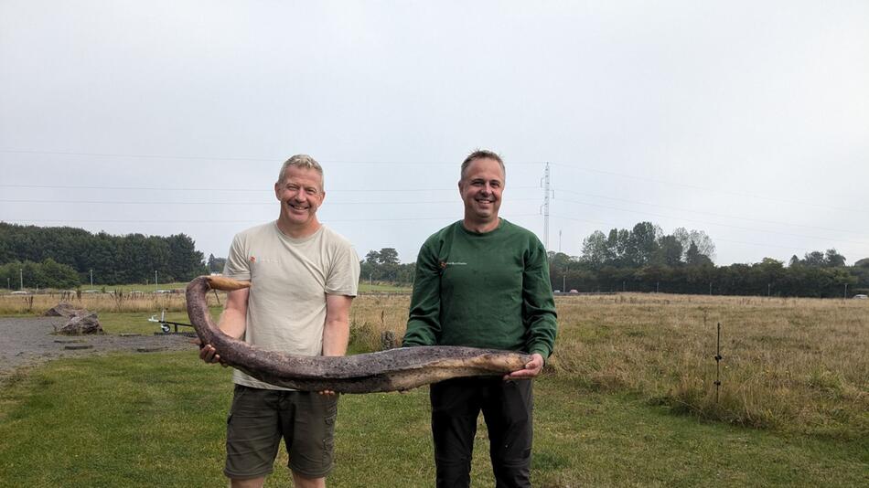 Anderthalb Meter langer Walpenis auf Bornholm angespült