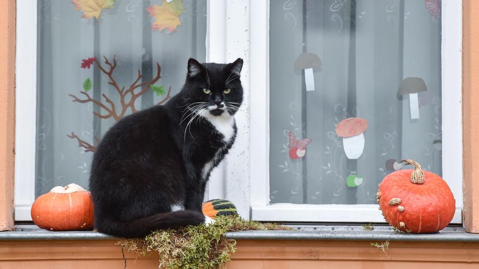 Katze sitzt auf einer herbstlich geschmückten Fensterbank