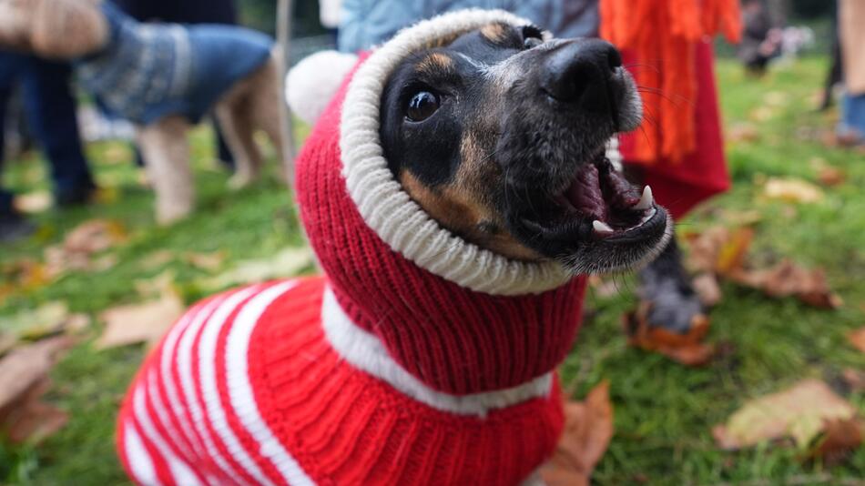 Weihnachtspulli-Parade von Rescue Dogs and Friends