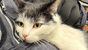 Katze ohne Ticket - Tierischer Einsatz am Bremer Bahnhof