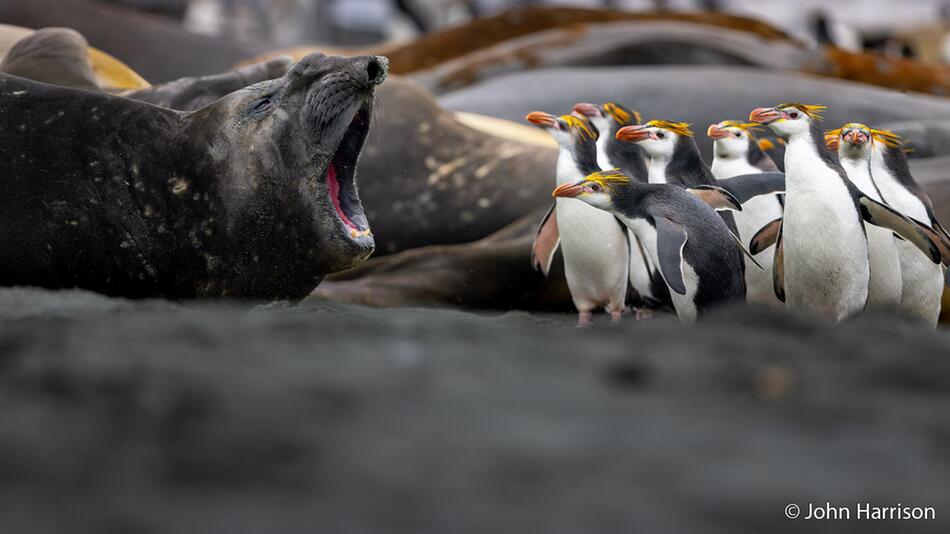 Tierbilder, die atemberaubend sind – und erschreckend