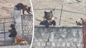 Held auf vier Pfoten: Hund vertreibt zwei Bären von Grundstück