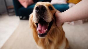 Lösung bei Hundehaaren in der Wohnung