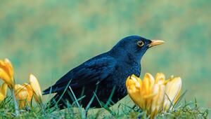 Eine männliche Amsel inmitten von gelben Krokussen.