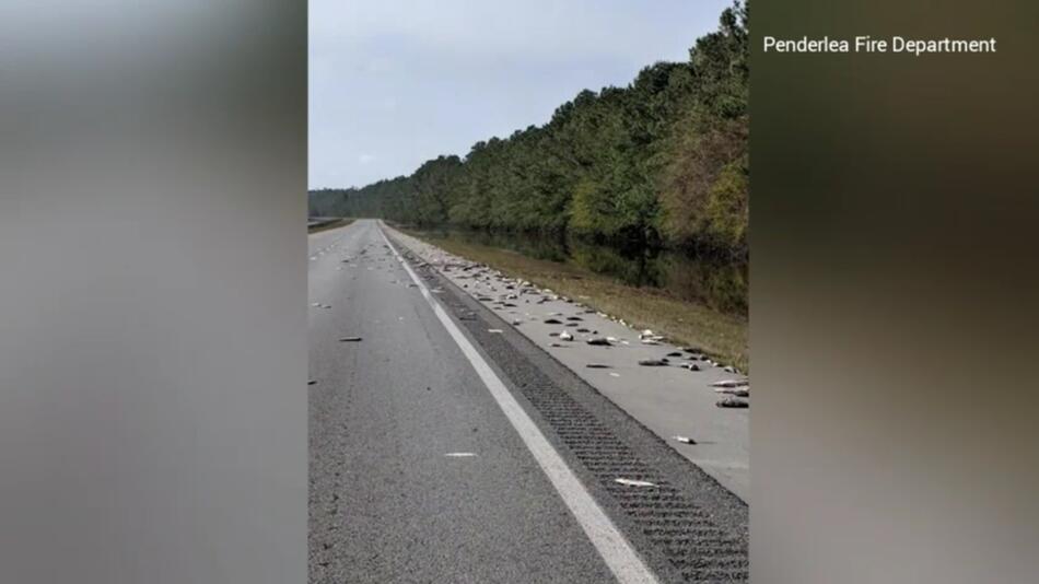 tote Fische auf dem Highway