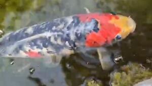 Koi-Karpfen aus Dorfbrunnen gestohlen