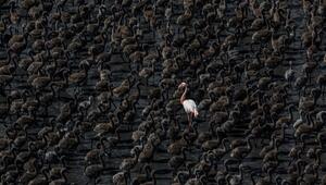 Siena Drone Photo Awards, Drohnen, Aufnahmen, Fotografie, Wettbewerb, Natur