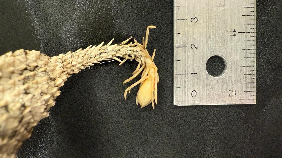Schlange mit "Spinne" als Schwanzende: Was dahinter steckt