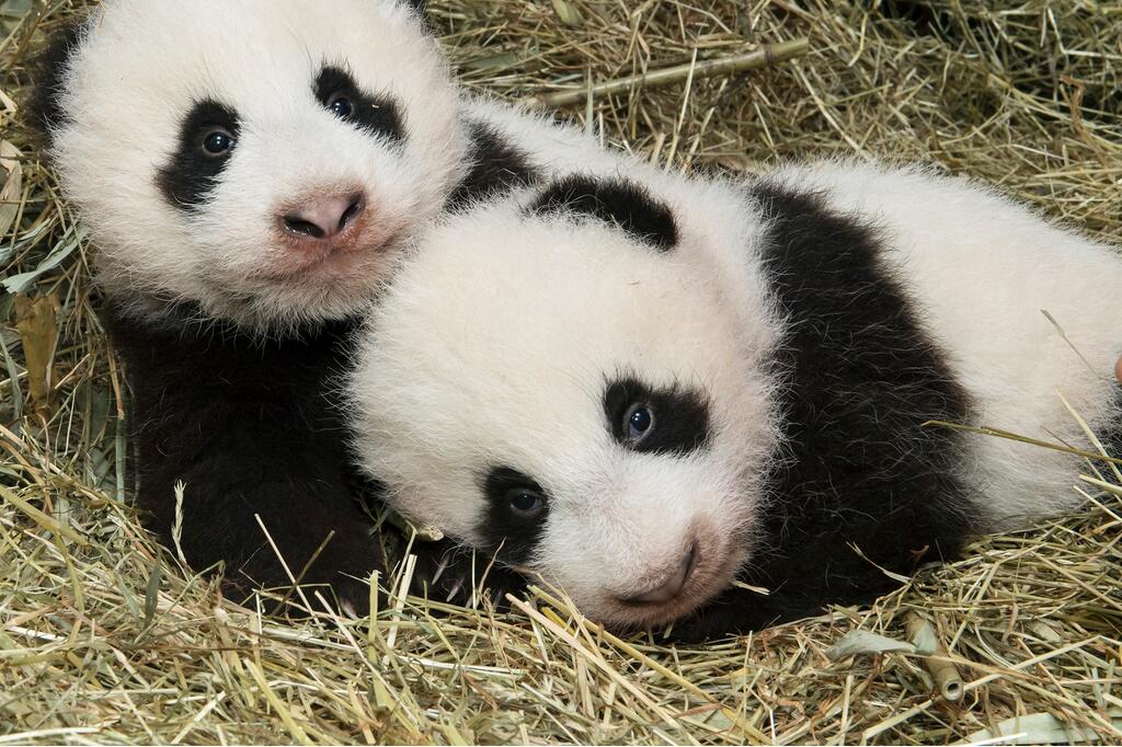 Pandas