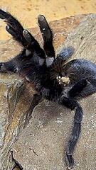 Monster-Spinne mit Monster-Genitalien: Vogelspinnenart stellt Rekord auf