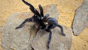 Monster-Spinne mit Monster-Genitalien: Vogelspinnenart stellt Rekord auf