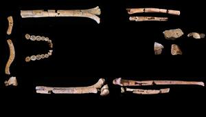 Skelett des Homo habilis