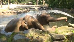 Eisbombe und Wasserdusche: Berliner Zoo erfrischt Tiere bei Hitze