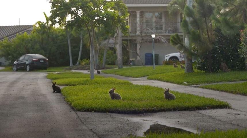 Von Züchter ausgesetzt: Kaninchen übernehmen Wohnviertel in Florida