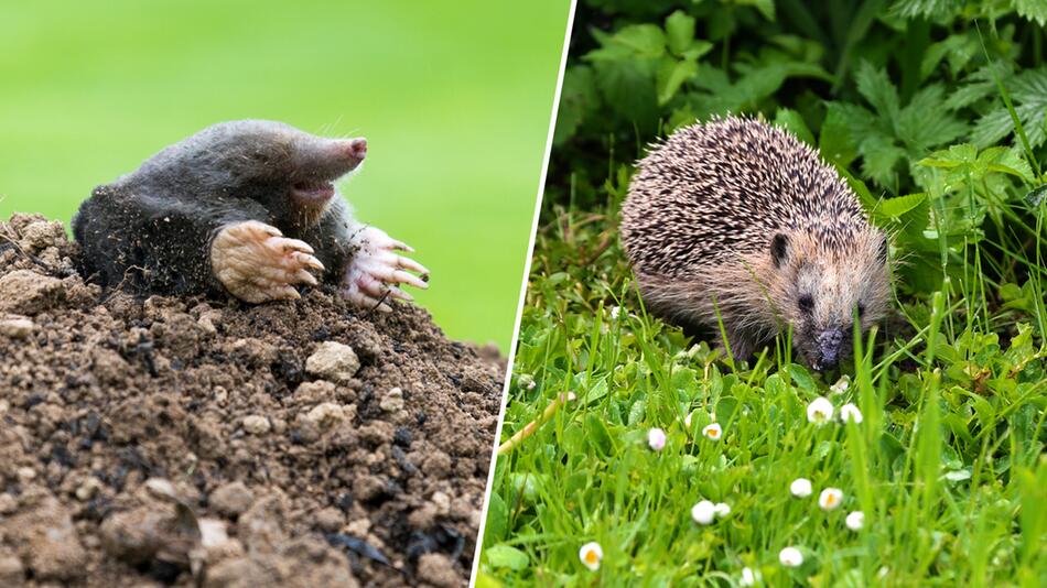 Igel und Maulwurf