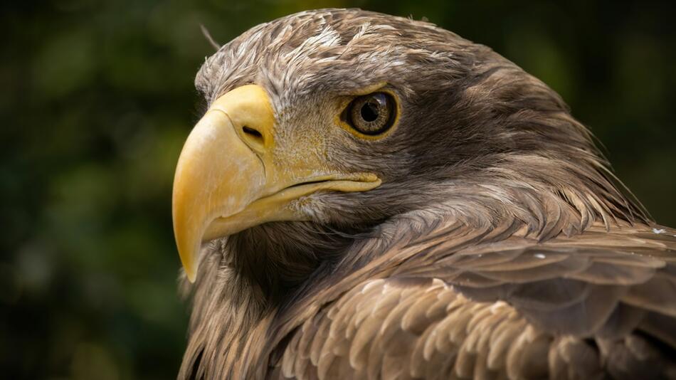 Seeadler attackiert Chihuahua und Halterin.