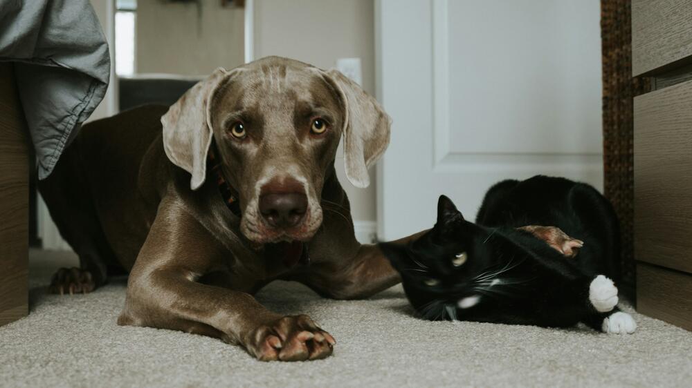 Hund und Katze zusammenbringen – so klappt's!