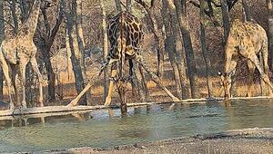 Fast Spagat gemacht: Giraffe in Simbabwe zeigt sich beim Trinken äußerst flexibel