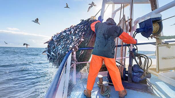 Die Fischbestände in Nord- und Ostsee sind in einem besorgniserregenden Zustand.