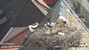 Störche im Nest