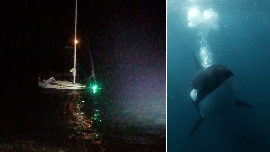 Attacke nach Mitternacht: Orcas versenken Jacht vor Gibraltar