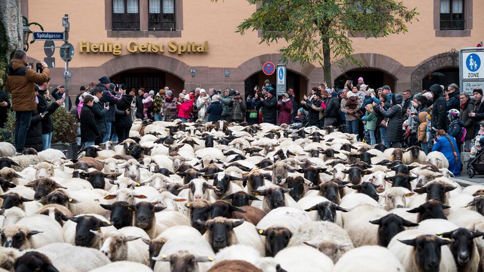 Hunderte Schafe ziehen durch Nürnberg