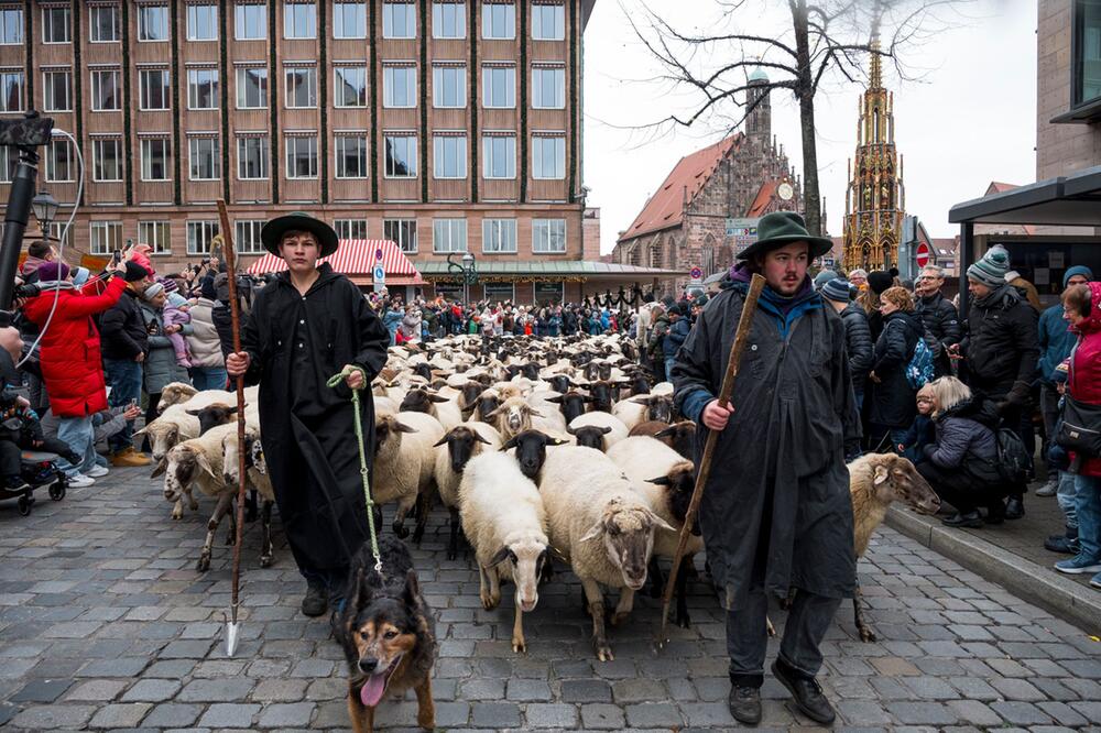 Hunderte Schafe ziehen durch Nürnberg