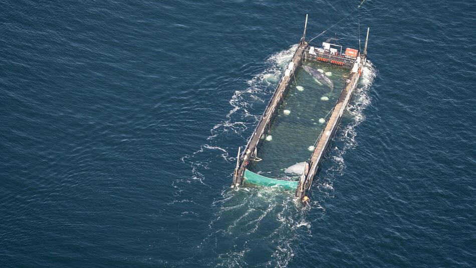 "Es geht ihm gut": Hoffnung für geretteten Wal – doch Fachleute widersprechen