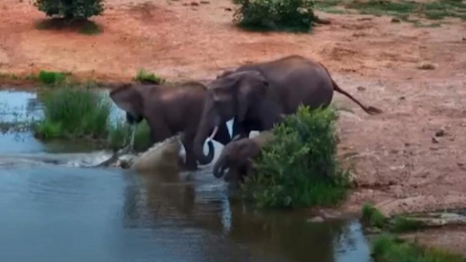 Elefanten an Wasserloch