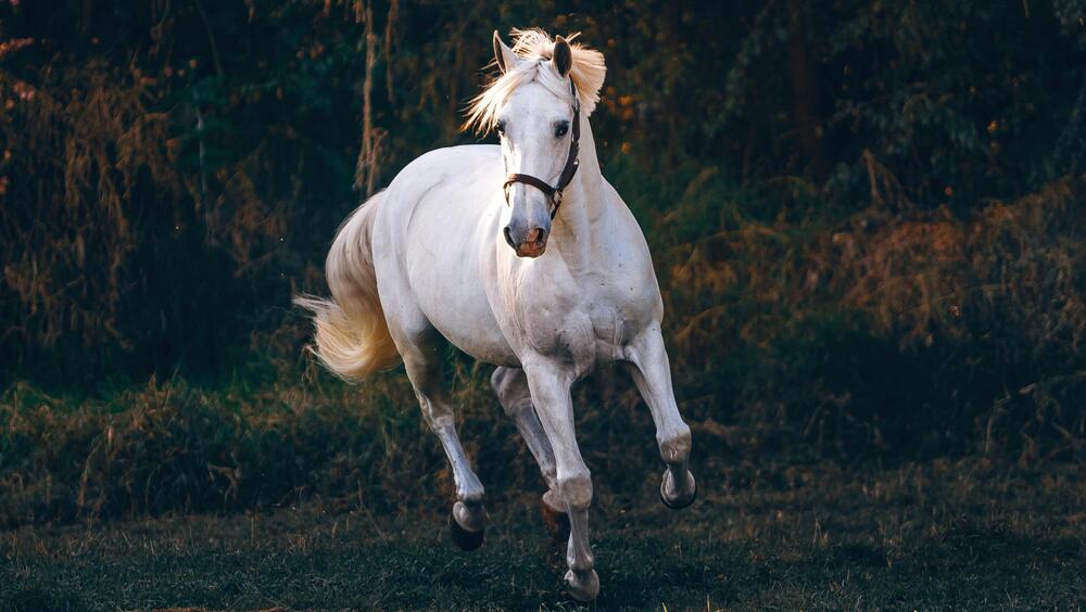 In der neuen Herde wird das Pferd selbstsicherer