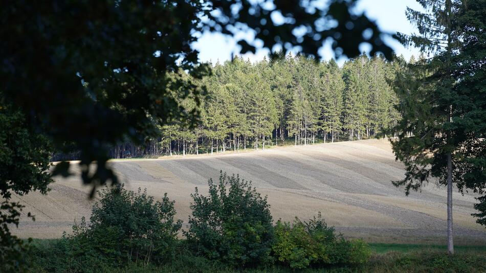 Schleswig-Holstein vergrößert seinen Waldanteil