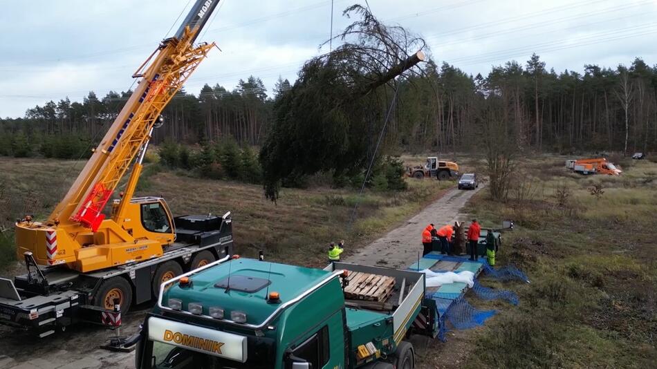 Kanzler Tanne beim Abtransport