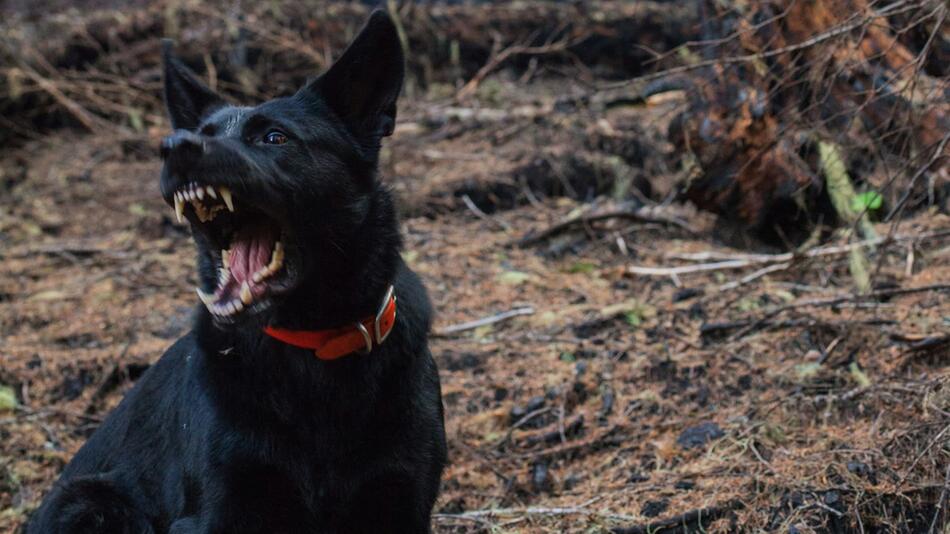 Warum knurren Hunde?