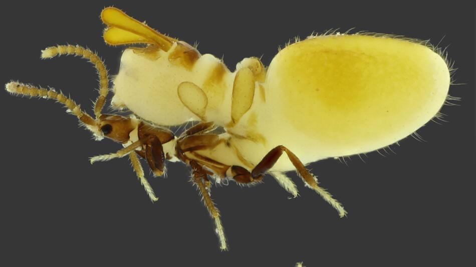 Käfer trägt Termiten-Attrappe auf dem Rücken