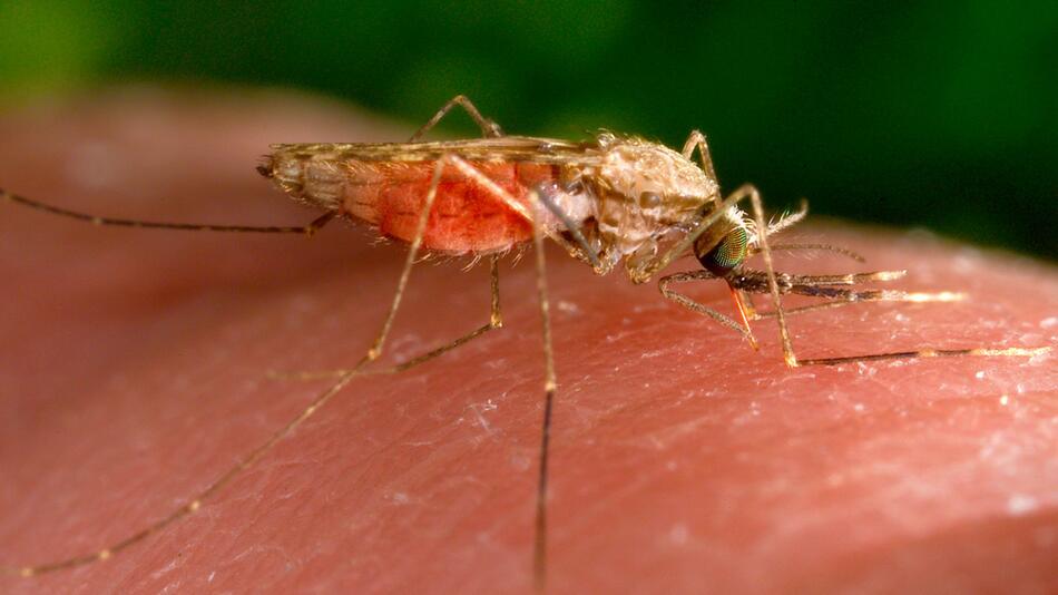 Malaria in Frankfurt: Behörde rät Bürgern zu Schutz